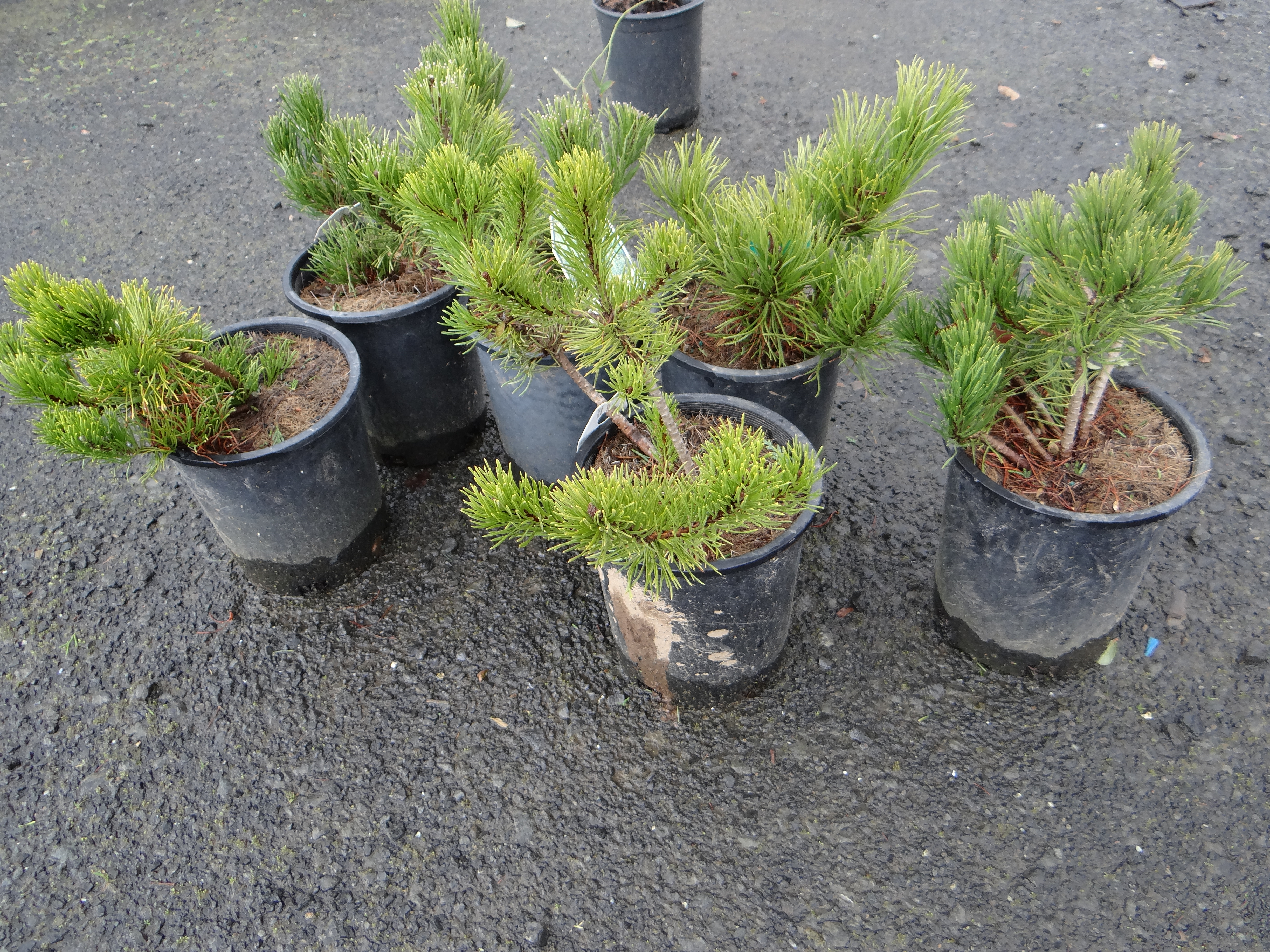 PG4-#1 Pinus Mugho Pine