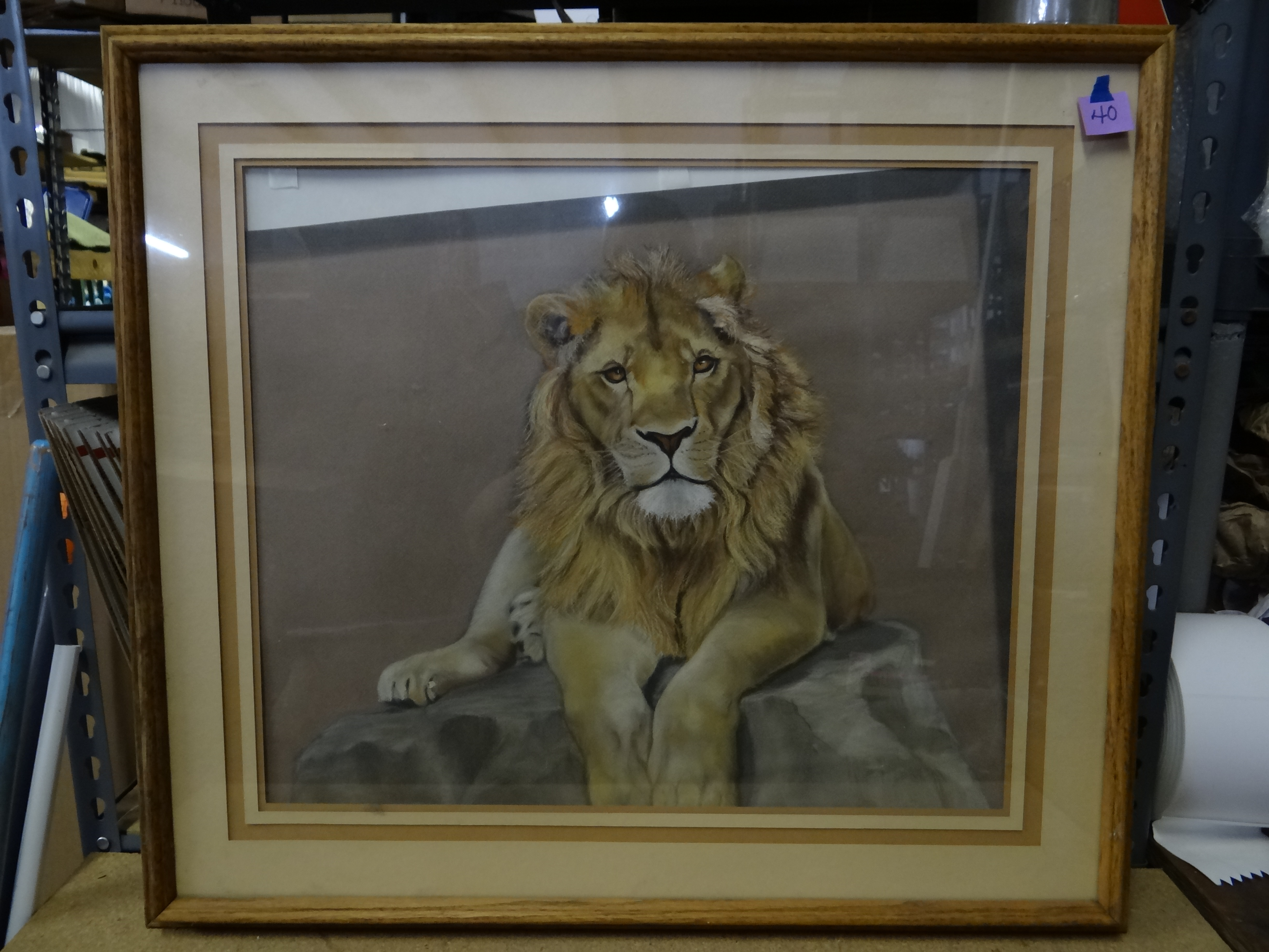 40-Framed & Matted Print of Lion (print slipped, needs readjusted see pics for measurements)