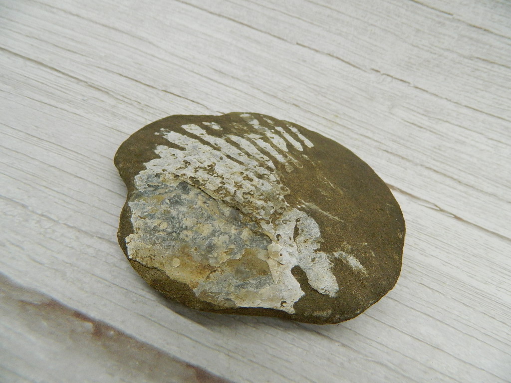 AA6264- Collectible FOSSIL Rock ‘4.5×4.5 Inches’ – Wilbur Auction